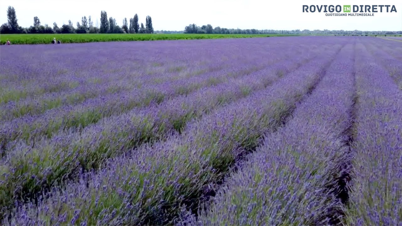 Lavandeto di Ca' Mello, dove nasce la lavanda Polesana