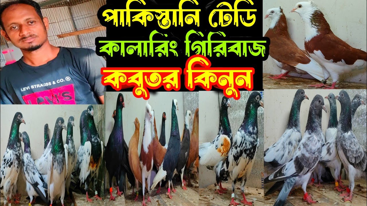 পাকিস্তানি টেডি,কামারগার,লাল গররা,ময়না ঝাক,শাহরানপুরী কবুতর কিনুন | বাকবাকুম পায়রা | Pigeon |