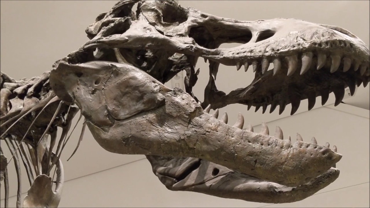 Royal Ontario Museum Tour | Dinosaur and Mammal Fossils | New Dinosaur Fossil found