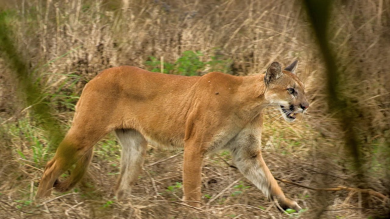 Endangered Florida Panther Caught On Video - Mossy Oak