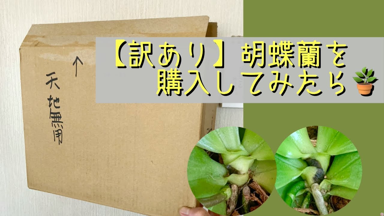 2026年3月12日　【訳あり】胡蝶蘭Ａ株　なぜ 訳あり ？　葉元の黒ずみ　根腐れ？　植え込み材を外す🪴
