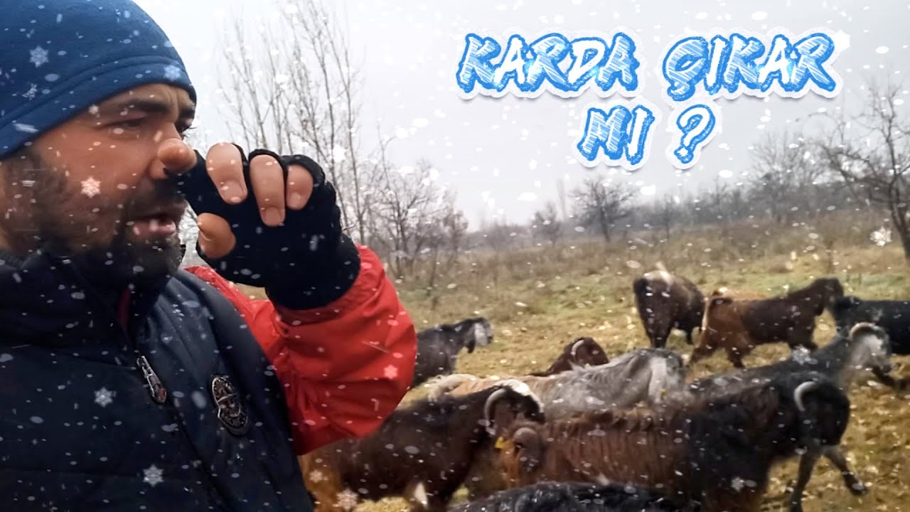 BEKLENEN UZUN YAYLIM VİDEOSU | Halep Keçisi Kış Yaylımı