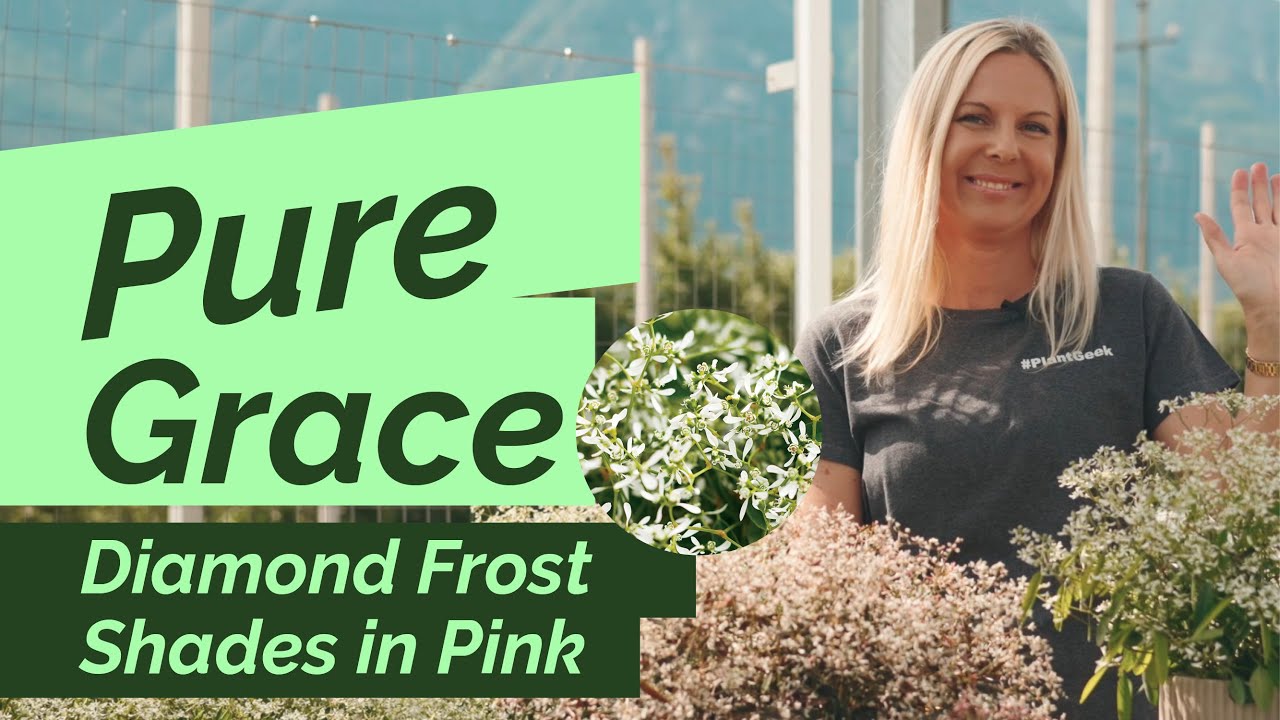 Timeless, vibrant beauty – Diamond Frost & Shades in Pink