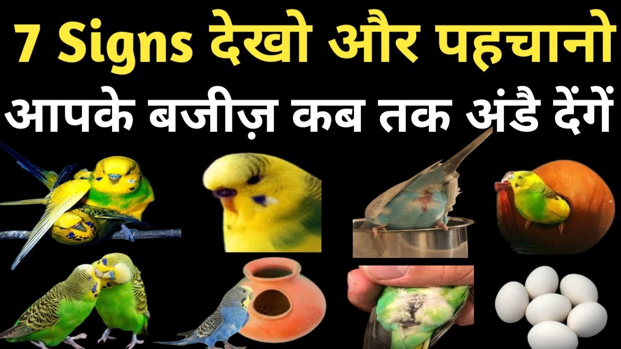 Budgies Parrots Female 7 Breeding Signs | Bajri Tote Ande Kab Dete Hain  | Hindi / Urdu #budgies