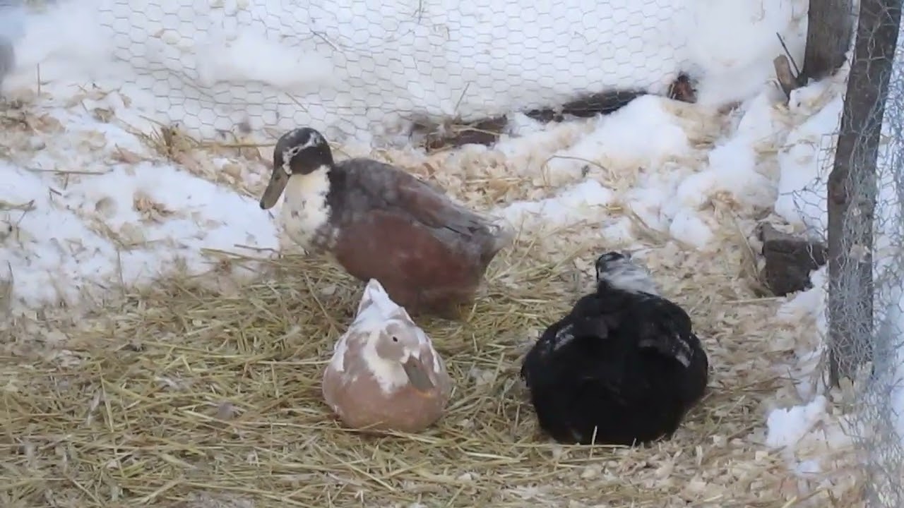 4 Ducks Living Happily in the New Hampshire Snow - Emerald Hills Farm at Timmys10again Toys and more