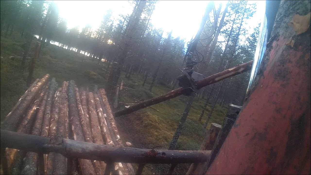 Mänty kuidun ajoa.