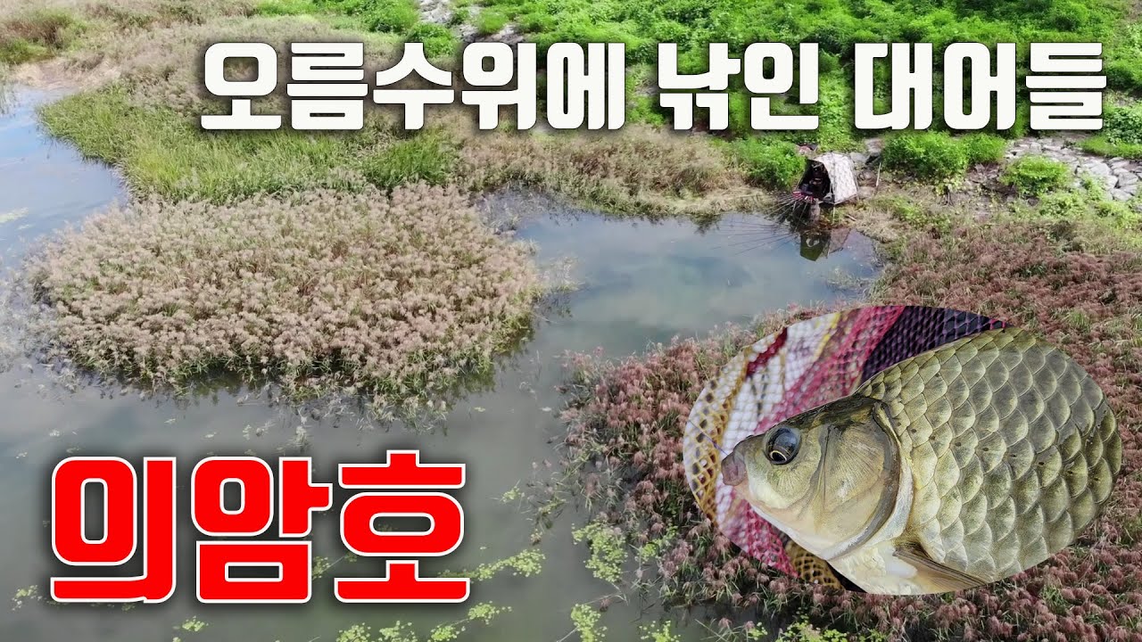 의암호 붕어낚시/ 가을 오름수위 대어들/ 43cm 우리붕어