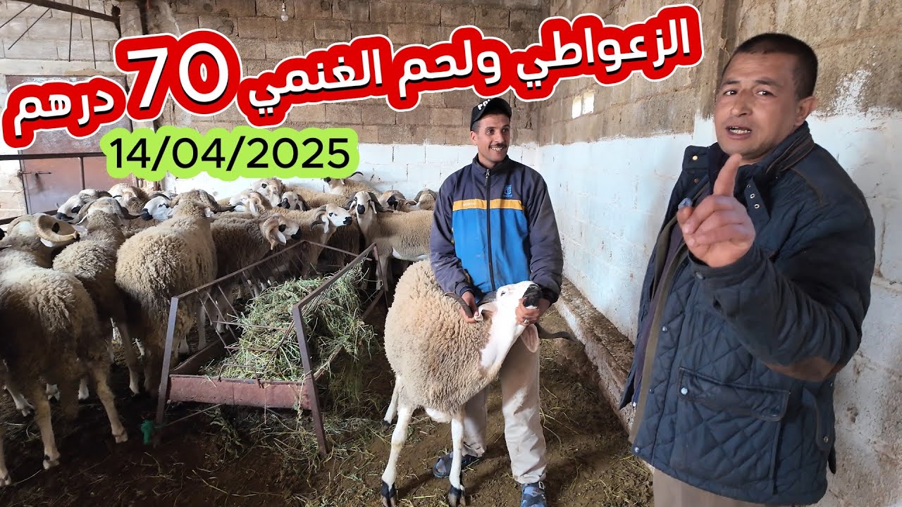 أخيرا #عرض #جديد من عند الجزار الدراويش  #الزعواطي لحم الغنمي #70Dh من ولاد يعيش بني ملال 14/04/2025