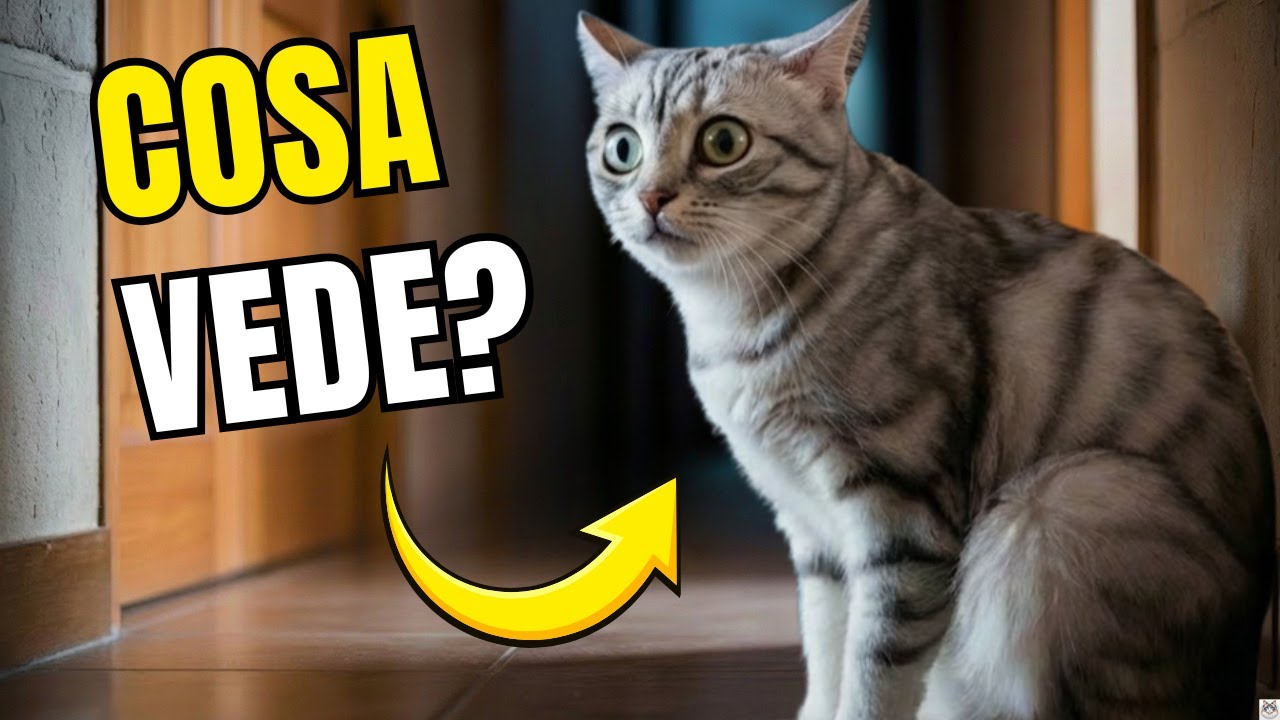 Perché i Gatti Fissano il Vuoto? La Risposta Scioccante
