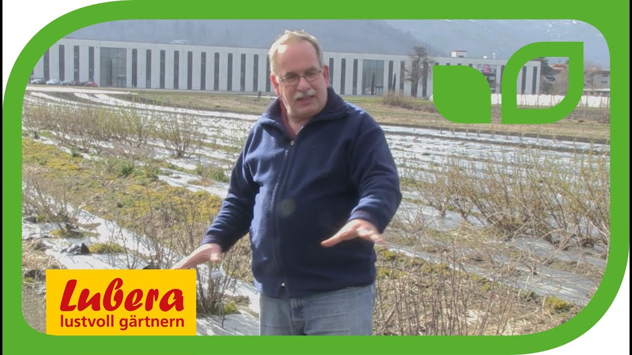 Züchtung stachelloser Stachelbeeren