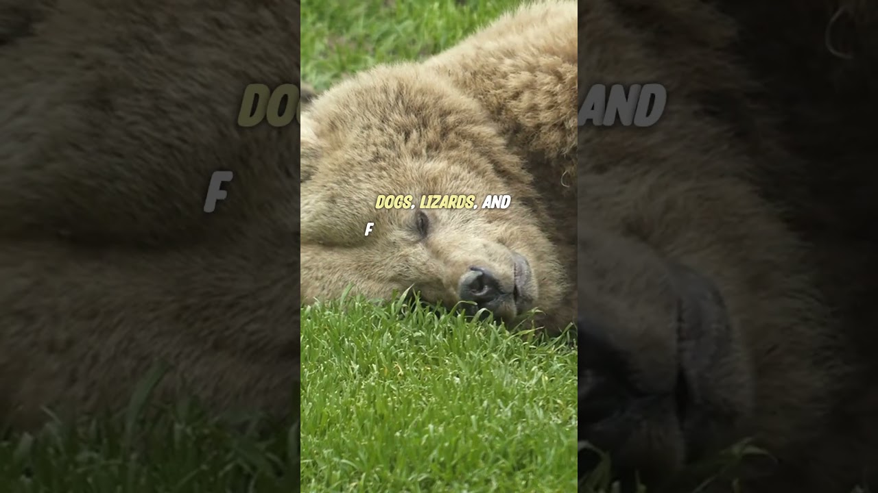 Theodore Roosevelt&rsquo;s Bear: A Presidential Pet with Claws