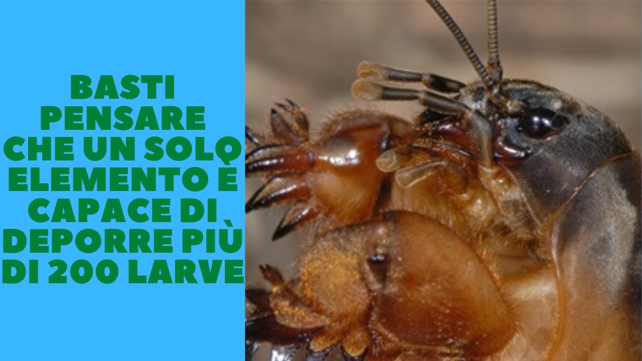 Come eliminare il grillo talpa, ecco la mia soluzione naturale. Anche le talpe faranno la loro parte