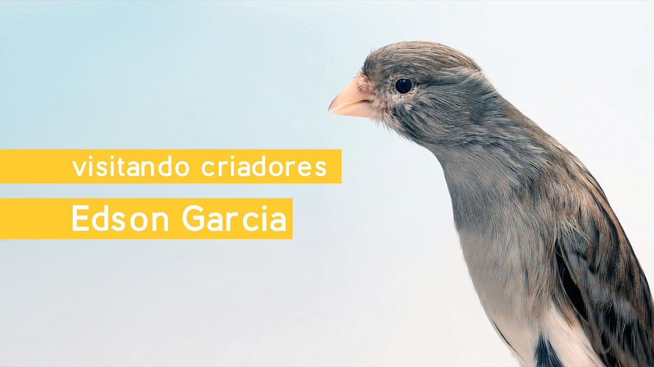 Visitando Criadores - Edson Garcia - Canários de Porte - Münchener, Frisado do Norte & Crest