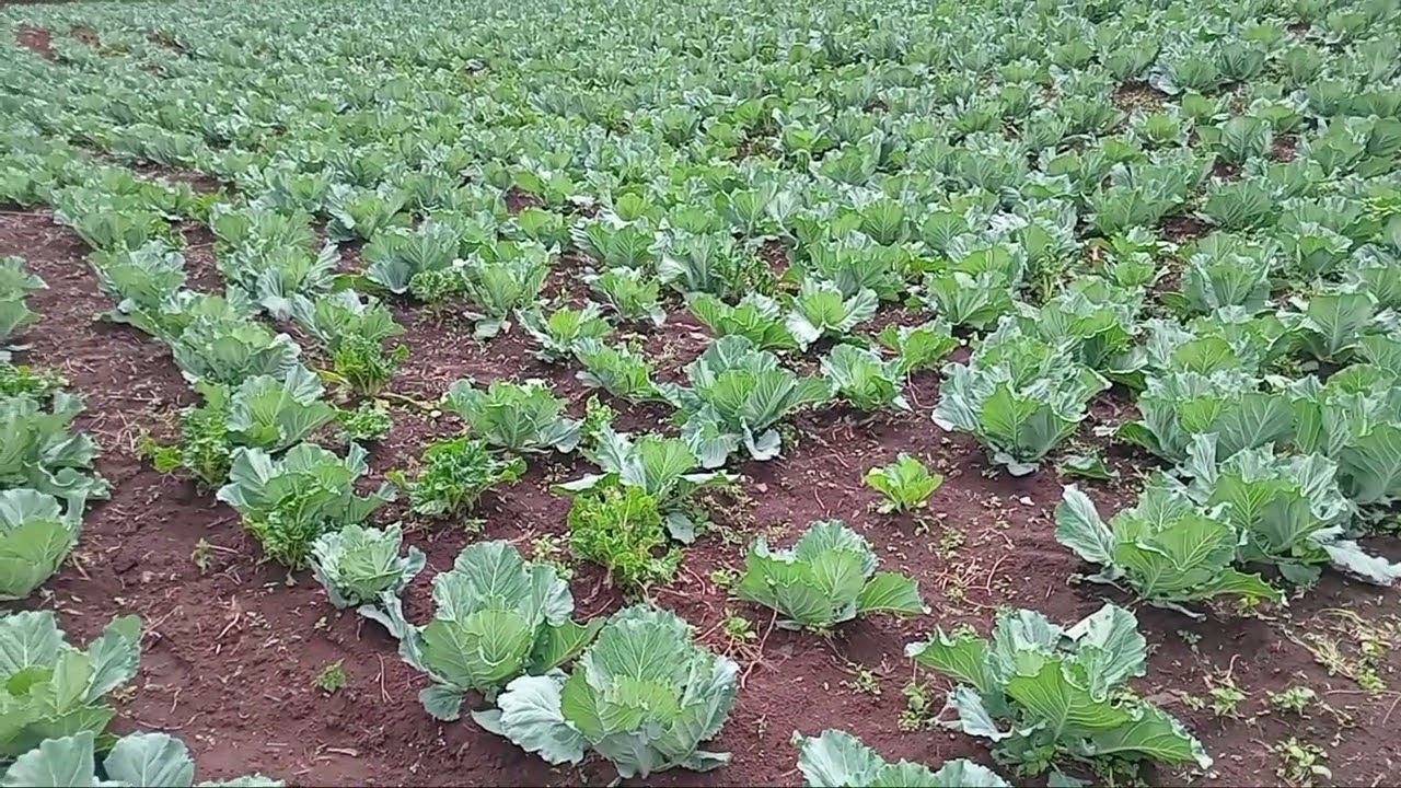Cabbage Chronicles: From Farm to Market in 14 Days! 🥬💪📣