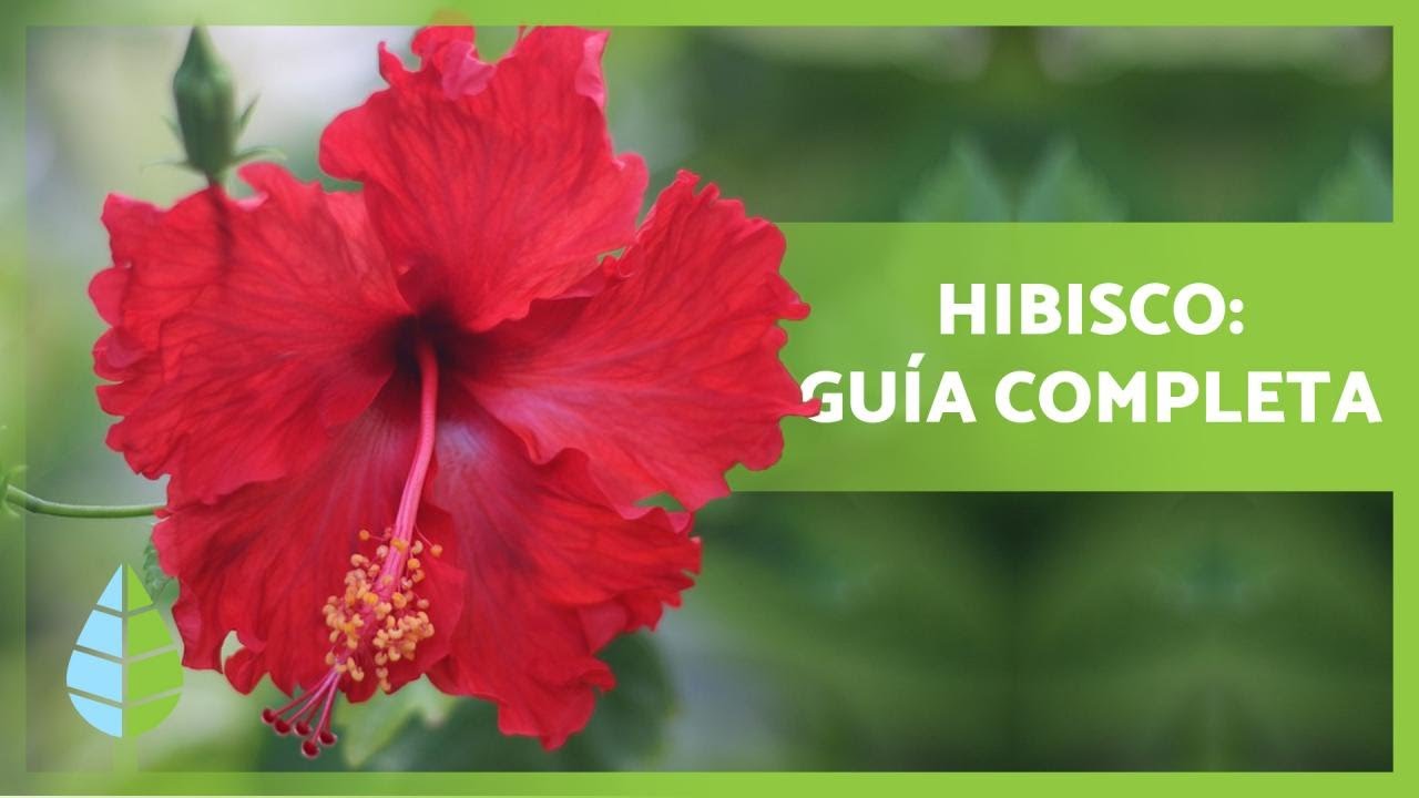 Cuidados del hibisco o hibiscus 🌺 (Propiedades y beneficios)