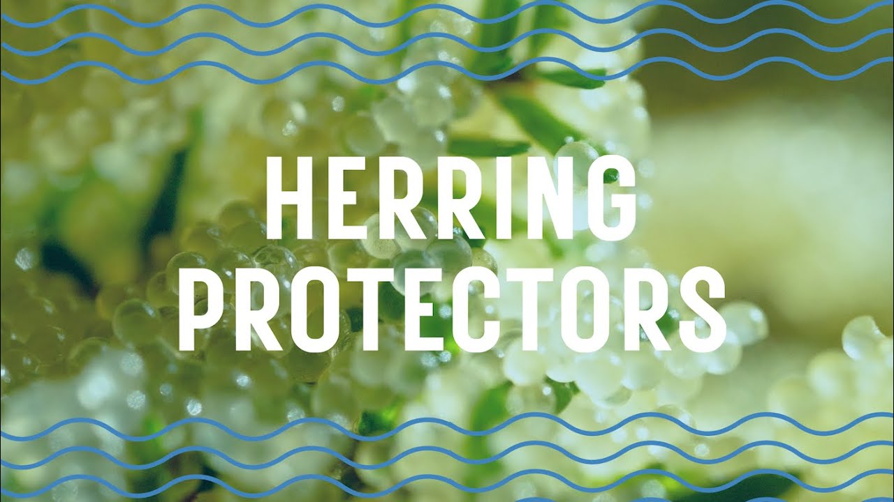 Herring Protectors