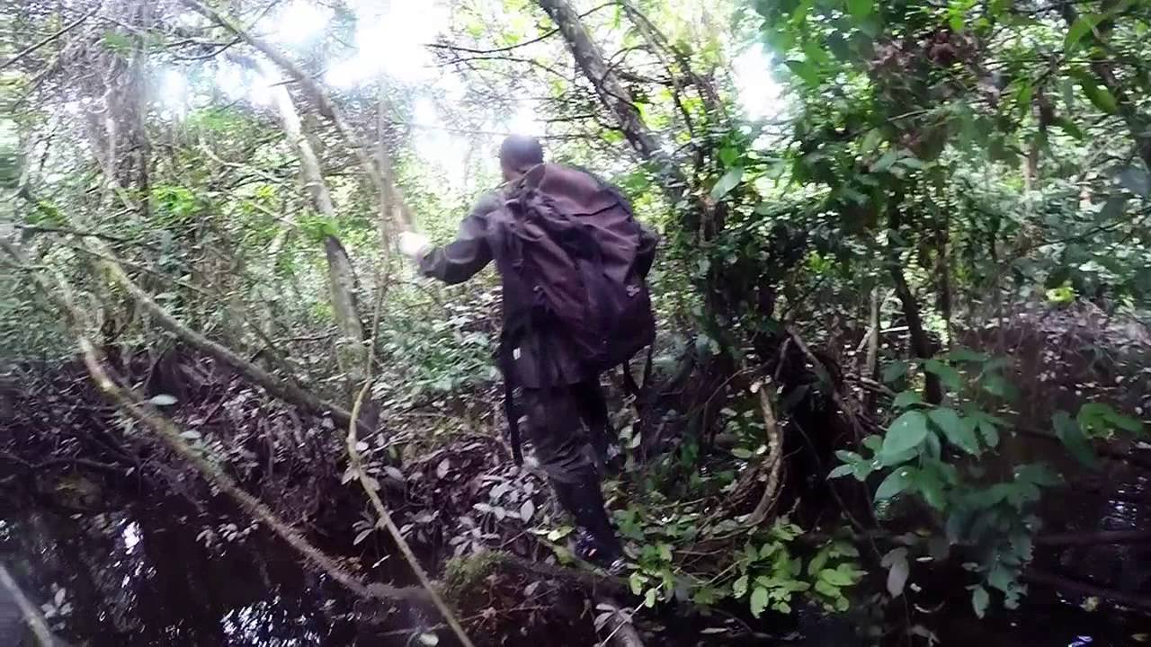 Parc national d'Odzala-Kokoua, Romani, République du Congo. Décembre 2014