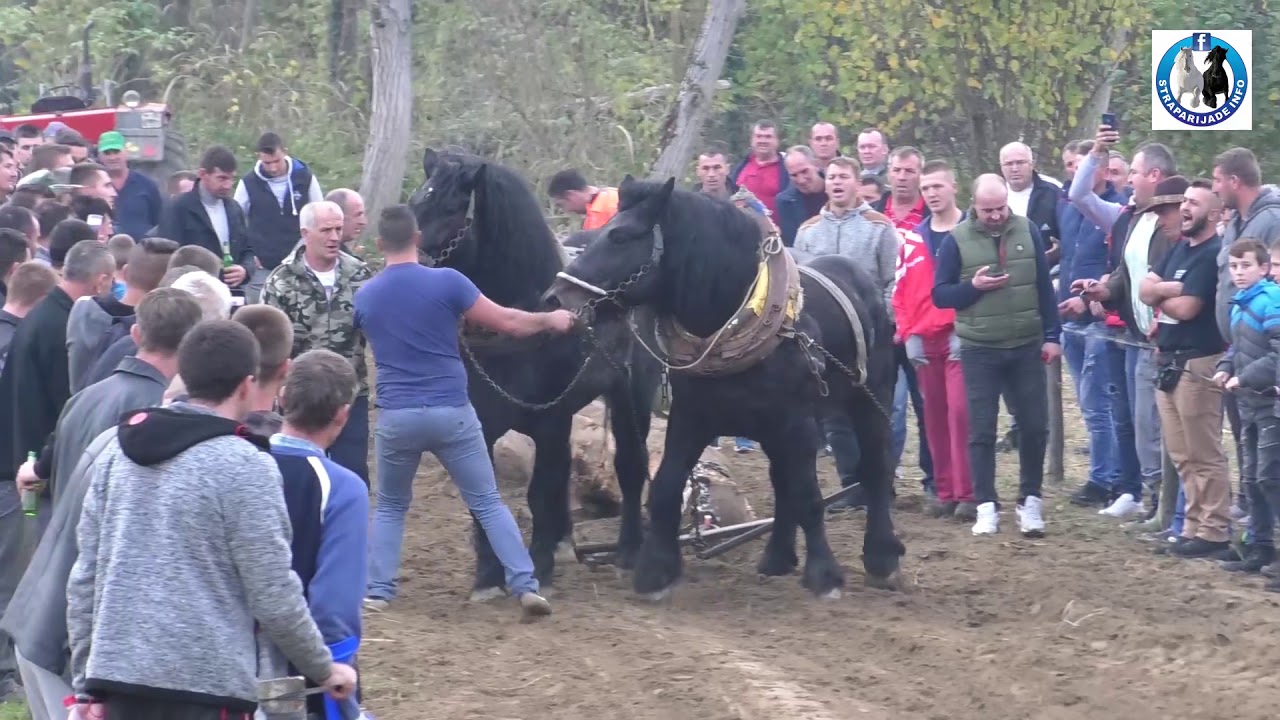 -Cezar i Bećar od Majida Mešića najbolji grla na velikom teretu -