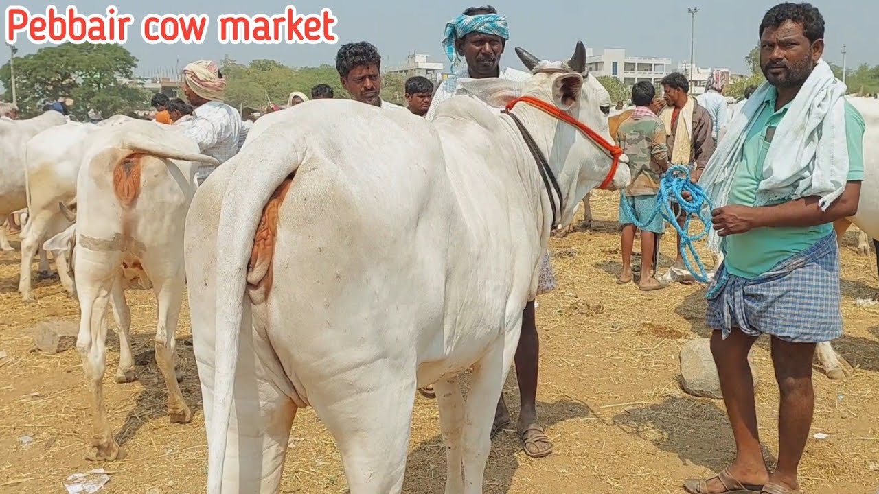 పెబ్బేరు శనివారం ఆవుల సంతలో ఆవుల ధరలు | Pebbair cow market | cow videos | cow farm ‎@purnafarms 