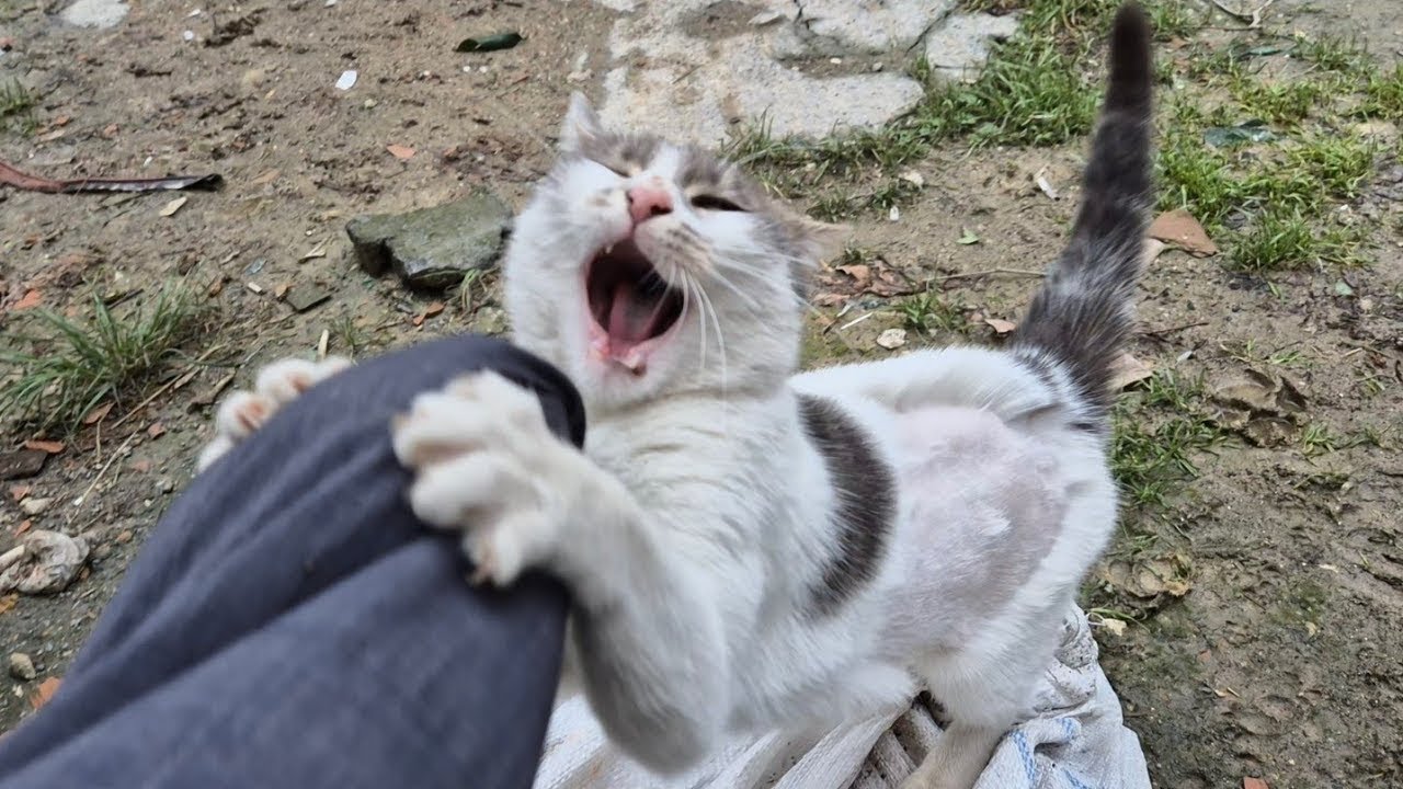 I Touched This Psychotic but Cute Cat Without Gloves…And It Happily Bit Me!