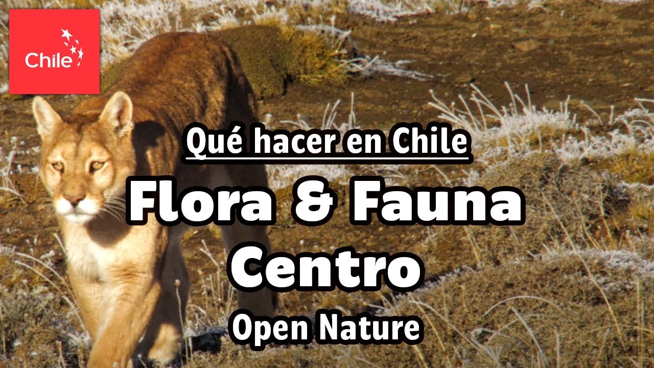 Qu&eacute; hacer en Chile: Flora y Fauna Centro - Naturaleza Abierta