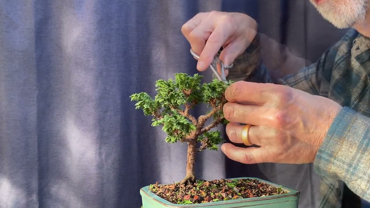 Pruning My 3 Thuja Occidentalis Primo.  30-Oct-2024