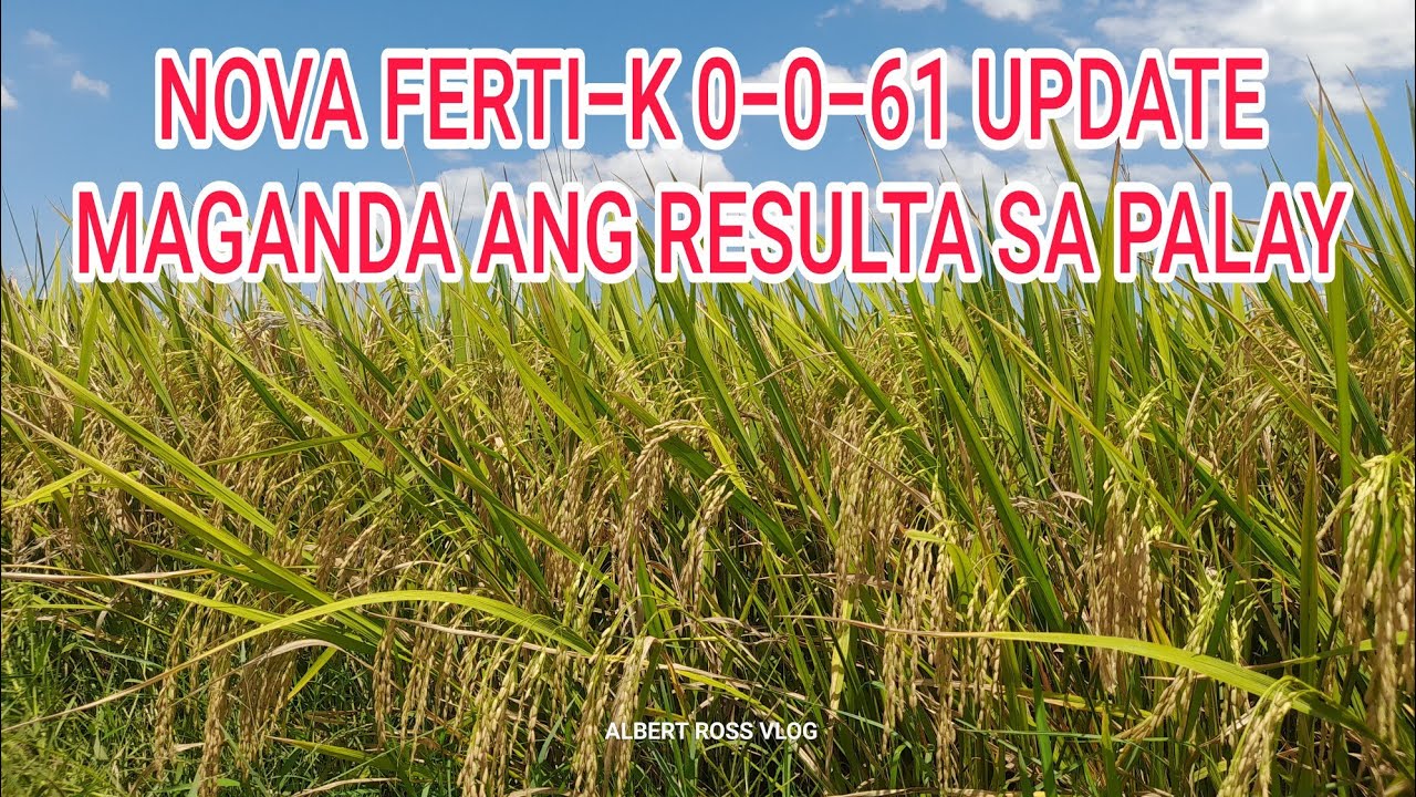 MAGANDA ANG RESULTA SA PALAY NOVA FERTI-K 0-0-61 UPDATE
