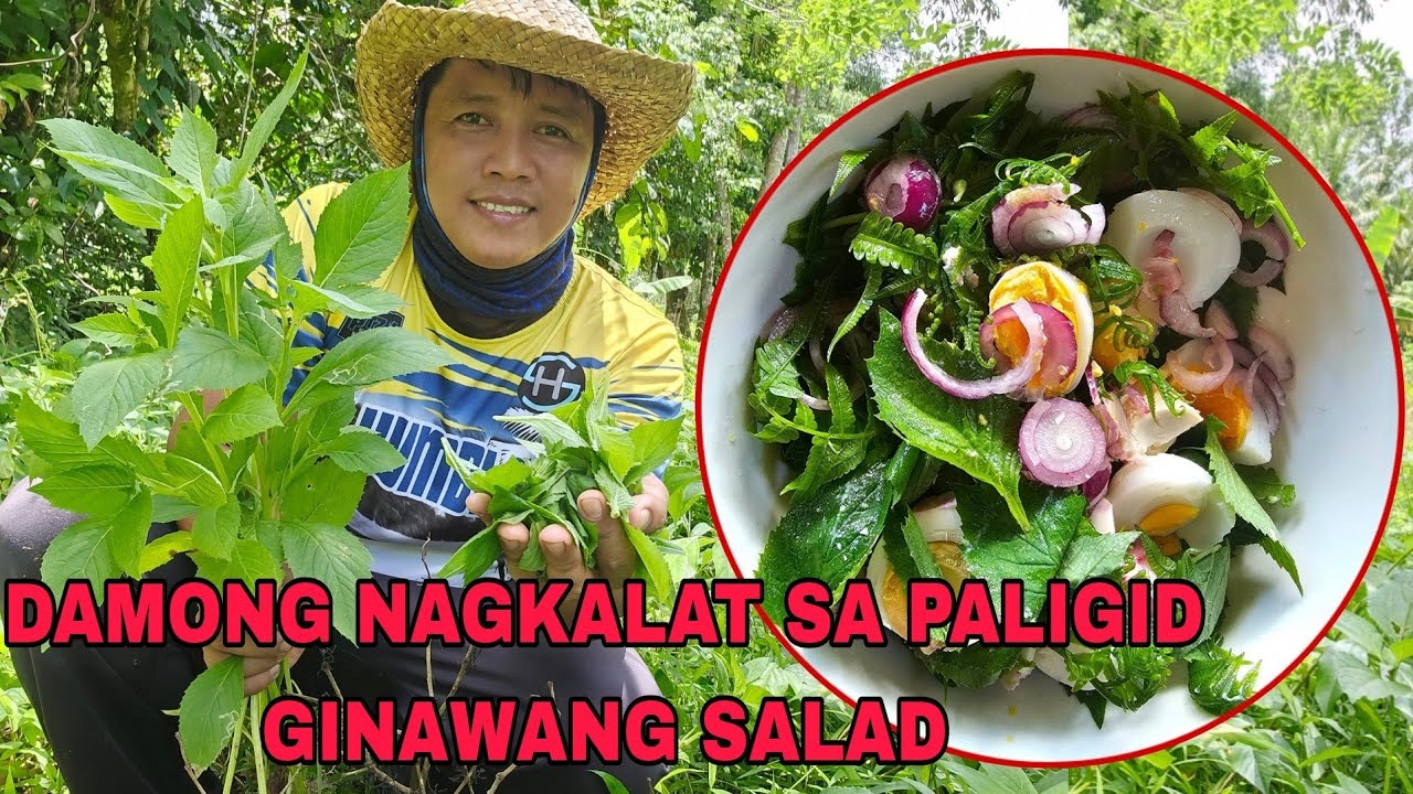 Damo na pakalat kalat sa paligid ng Bahay Masarap gawing salad Sapsapon