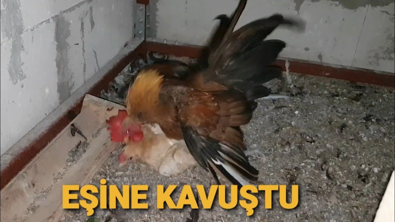 #SERAMA #HOROZ #KUDURDU :D #SEVENLER KAVUŞTU @ResulHOY #Adana