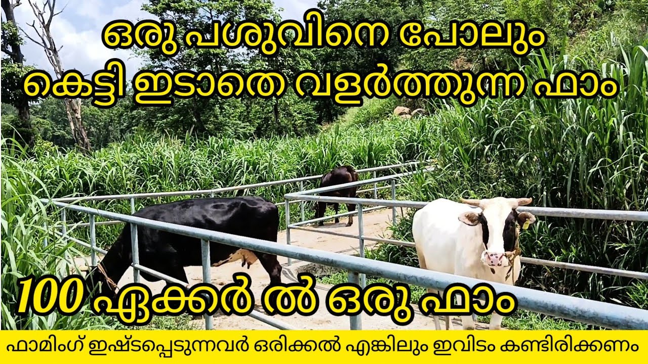 Biggest High Tech Cow farm in Kerala Must visit|കേരളത്തിലെ ഏറ്റവും വലിയ ഹൈ ടെക് ഫാം |kollam