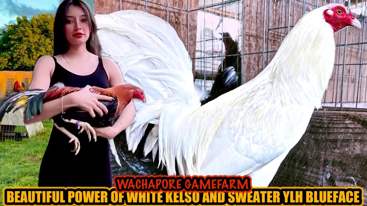 Beautiful Power Of White Kelso And Sweater YLH Blueface ~ WACHAPORE GAMEFARM