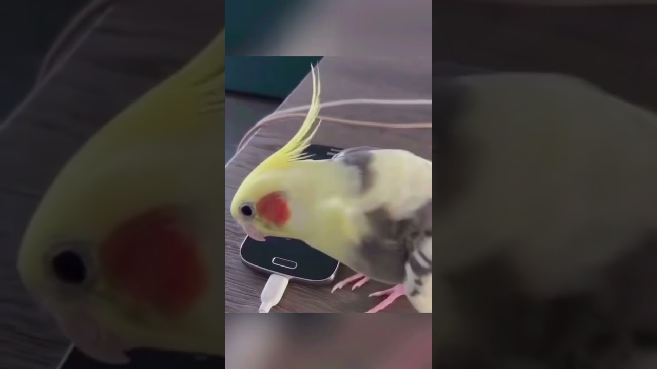 Parrot mimic show #funny #funnyanimls #funnyanimal #funnyshorts #pets #funnybird #animals #fyp #usa