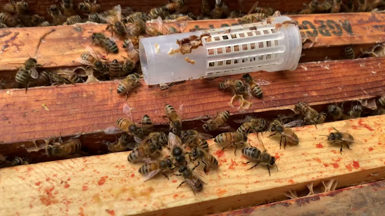 How to Know if your New Queen Bee is being accepted, and Manually release her into the hive.