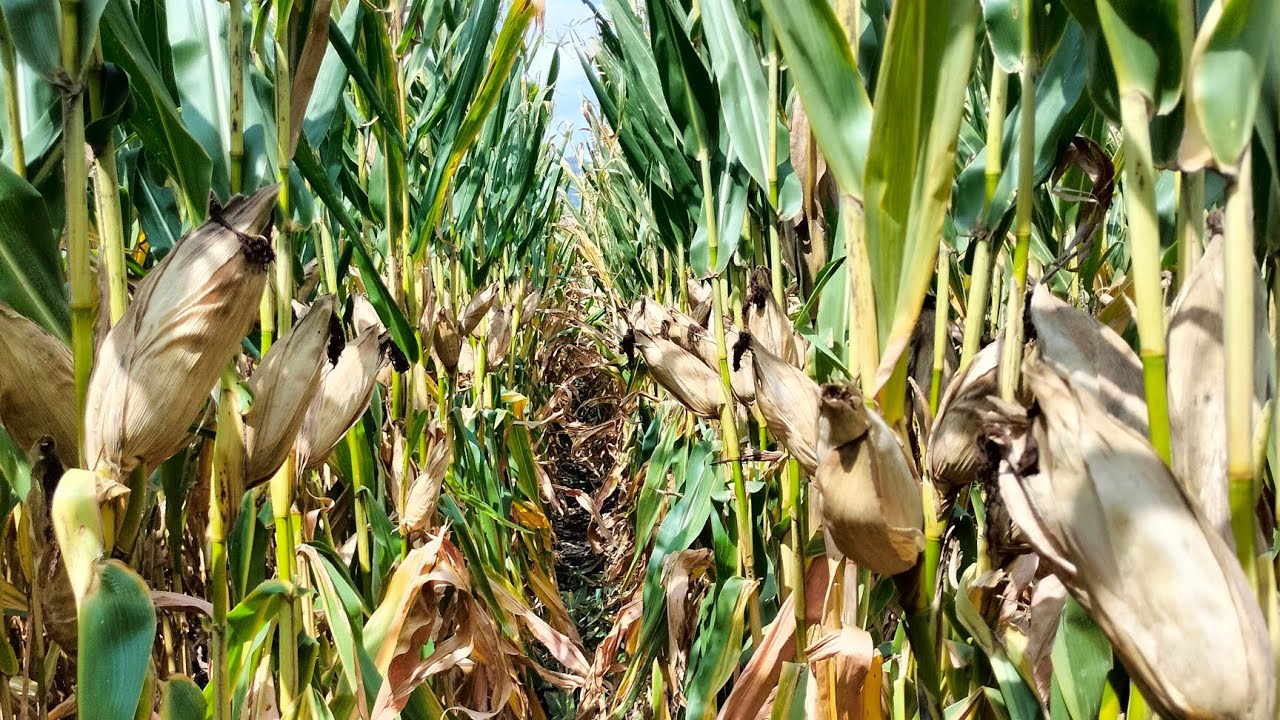Que paso con el p32701w de Pioneer ?🌽🌽