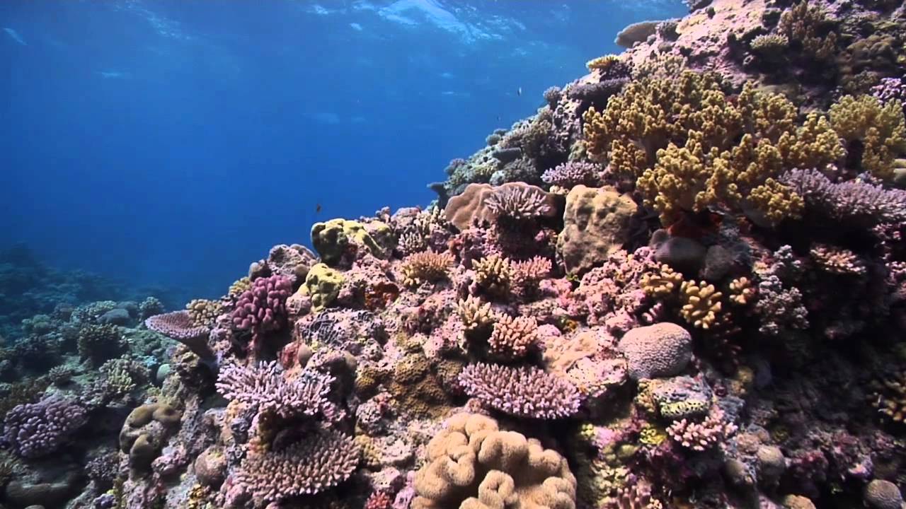 The Coral Sea: Our Ocean Paradise. Narrated by Valerie Taylor AO.