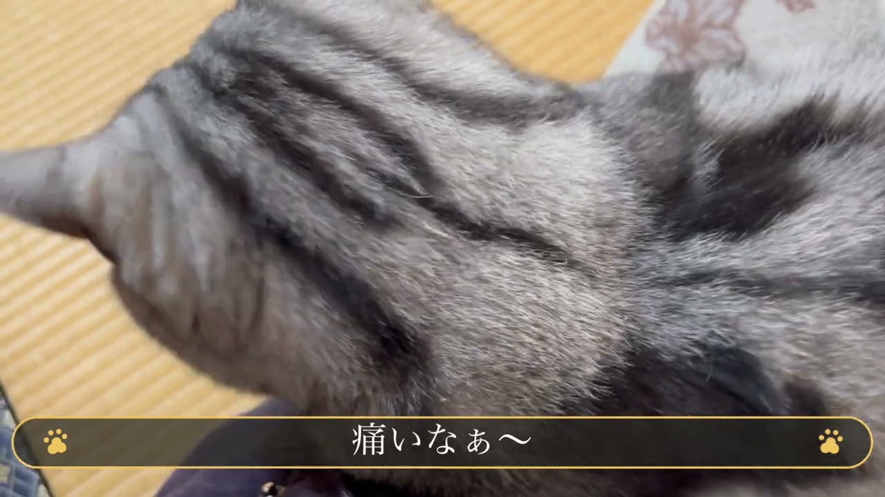 猫じゃらしとしっぽを間違えるおっちょこちょいの飼い主