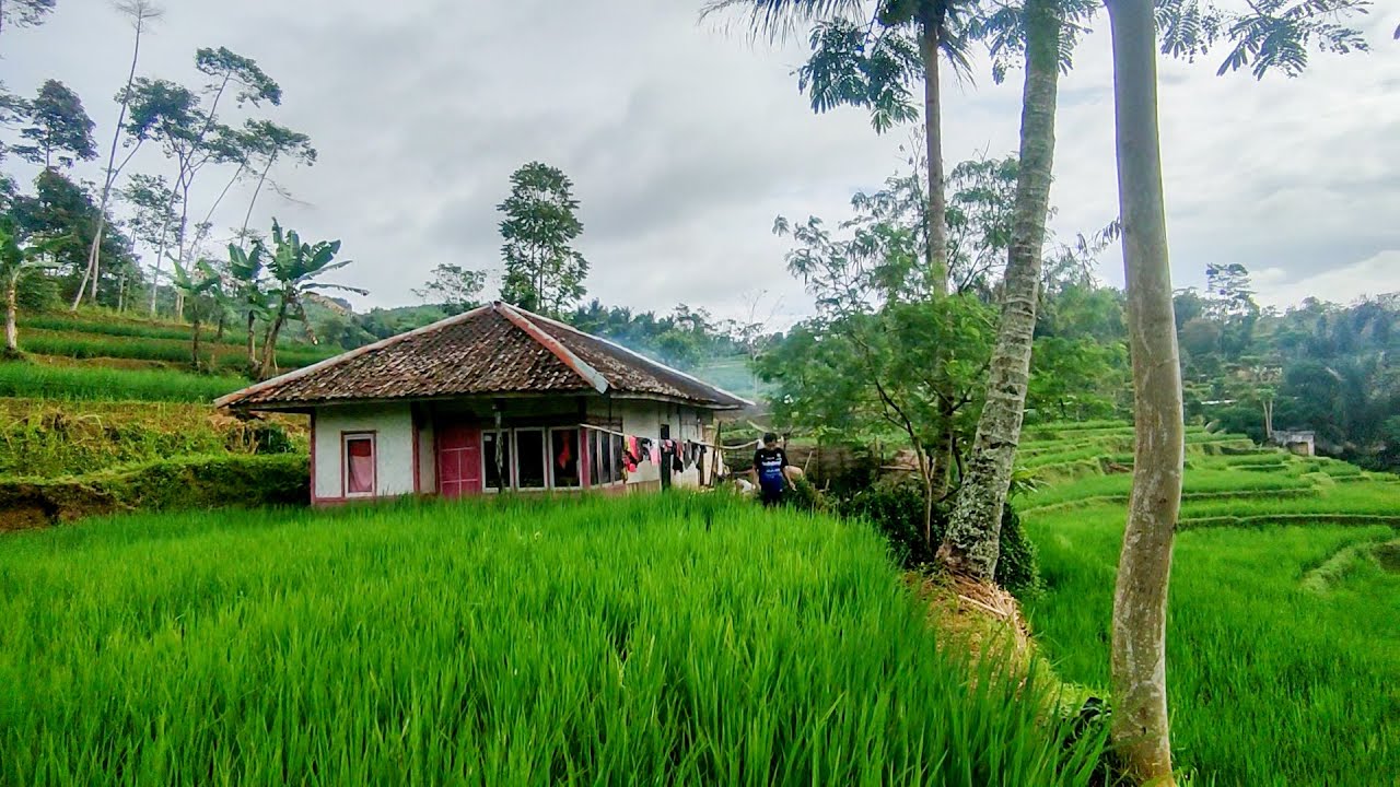 Part 1 Tak Di Sangka, Rumah Tengah Sawah Adem Ayem Bikin Betah Hidup Di Kampung
