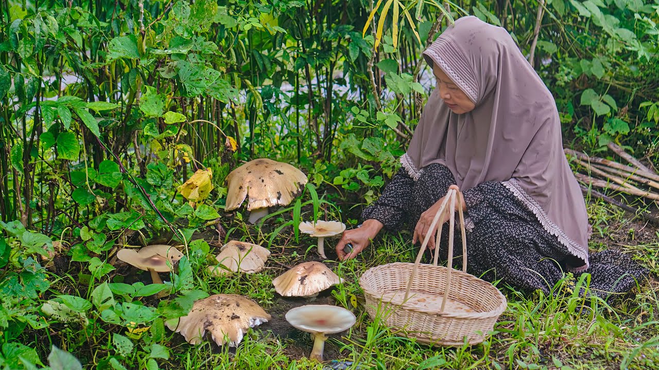 Mencari Jamur Barat di Kebun Kampung | Masak Jamur Barat Goreng, Tumis Labu Udang, dan Putu Mayang