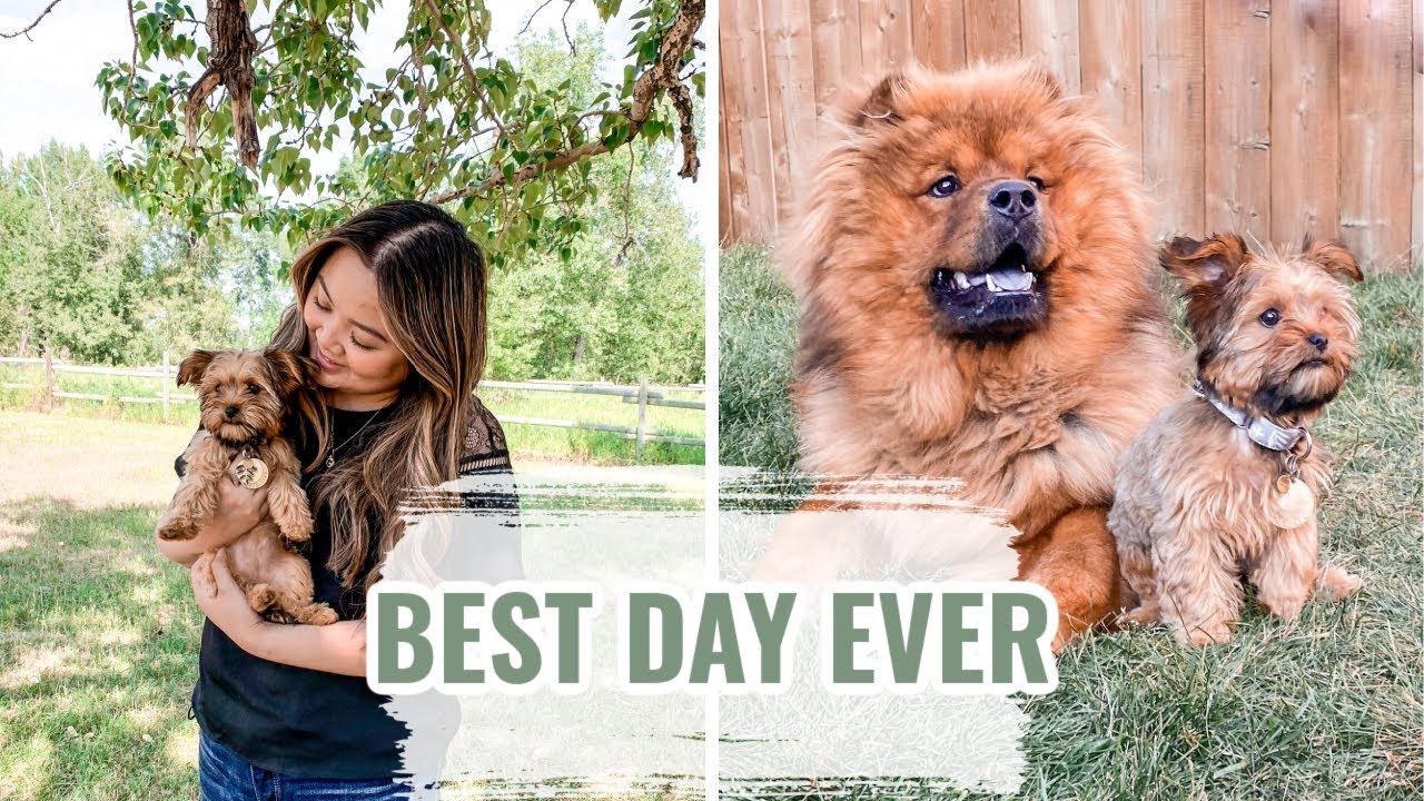 THE BEST DAY EVER | DOG VLOG