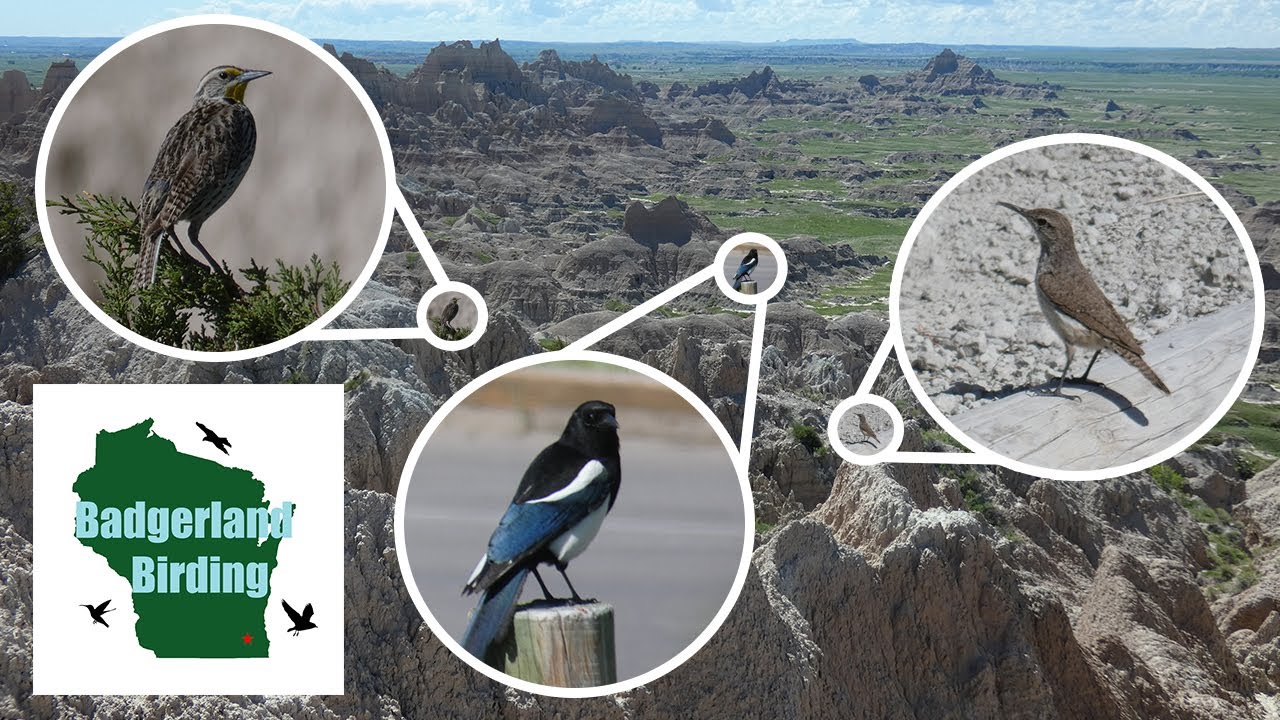 Birding Badlands National Park (South Dakota)