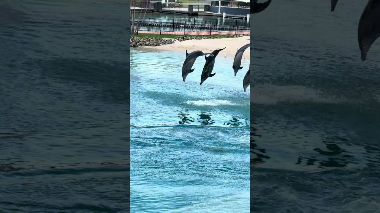 Vlog #2 ❤️🇦🇺 Goldcoast Trip #australia #trending #tamil #brisbane #byronbay #seaworld #goldcoast 
