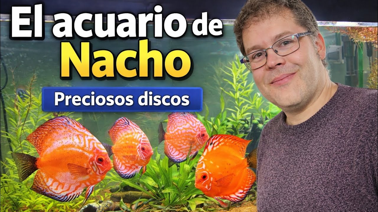 ACUARIO DE PECES DISCO con NACHO de Teruel