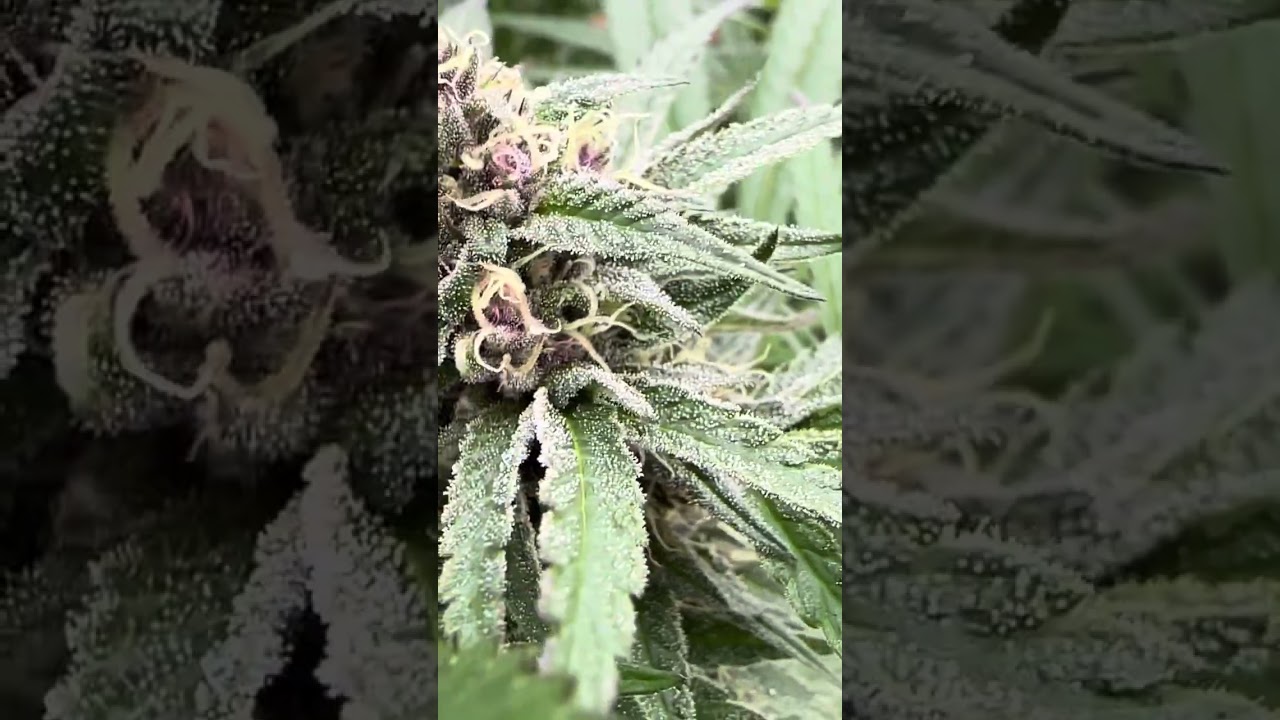 Oregon 2023 outdoor grow. Tired of the rain