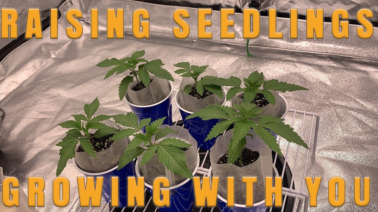 Growing with You S4 | Seedling Stage | Raising seedlings in coco coir using new nutrients!!!!