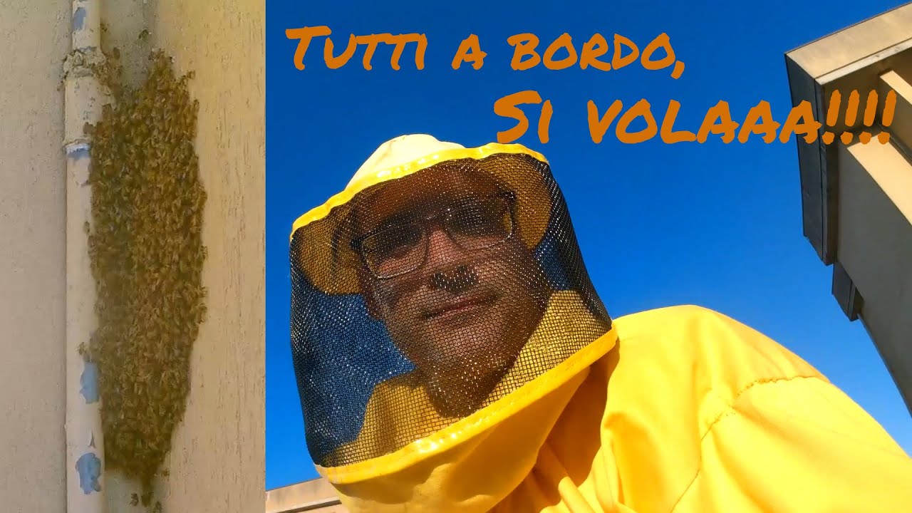 Recupero sciame api, tutti a bordo si vola! Zona Piagge, Pisa.