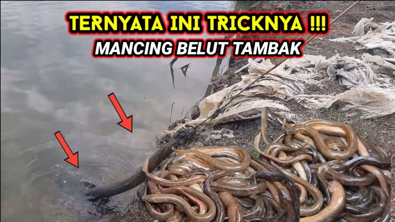 Cara, Umpan & Alat Mancing Belut Di Tambak Agar Dapat Banyak || Best Eel Fishing
