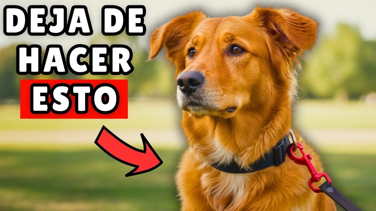 NUNCA hagas esto al PASEAR a tu perro (o te arrepentirás)