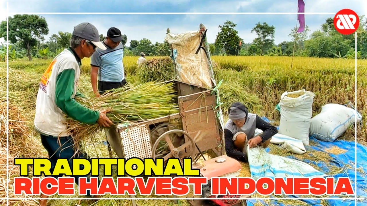 Traditional rice harvest in Indonesia