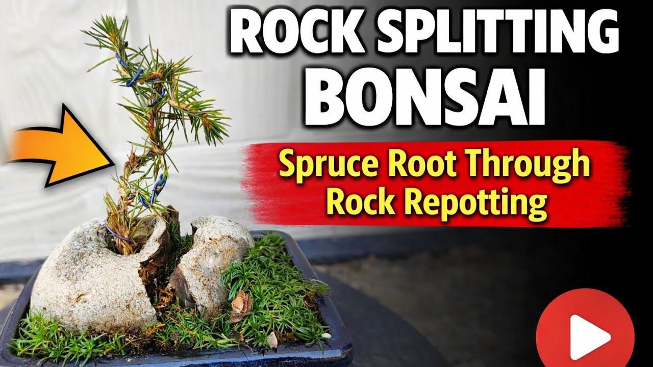 Rock Splitting Bonsai – Spruce Root Through Rock Repotting