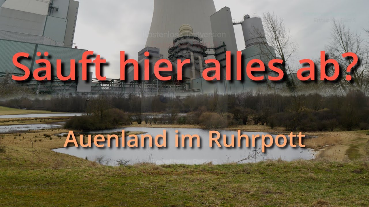 #54- Rheinauen in Duisburg Walsum. Hier säuft alles ab.